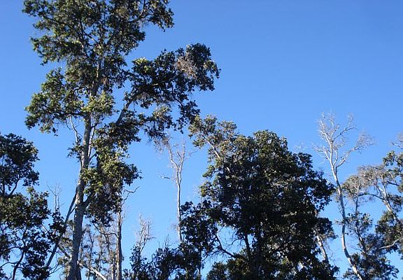 2nd image of Hukilau Dr Lot 3