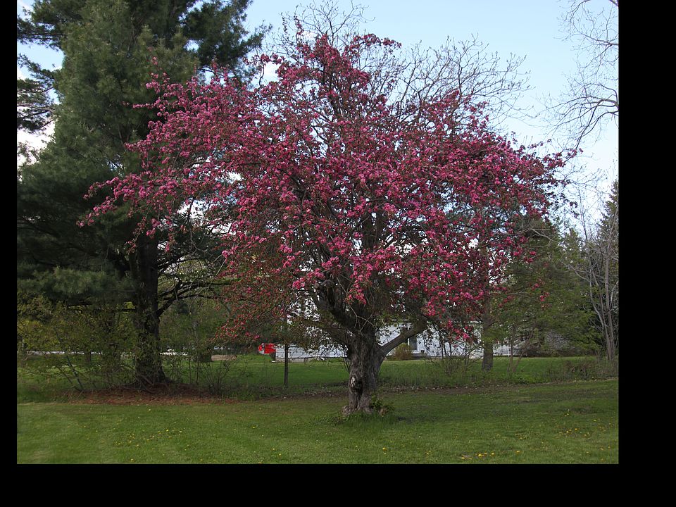 Apple tree in the Spring.