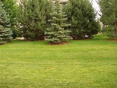 yard view