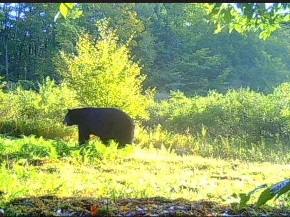 16 Houck Dr, Bainbridge, NY 13733