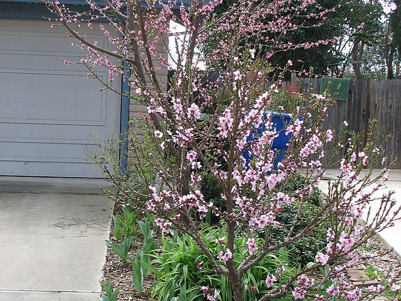 Front yard flowering peach trees