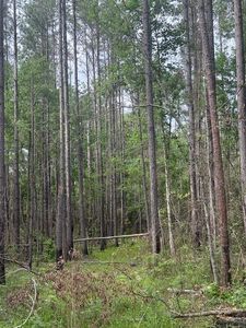 0 Lower Lumpkin Rd, Georgetown, GA, 39854