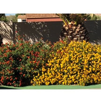 5th image of 707 N Palo Verde Ave