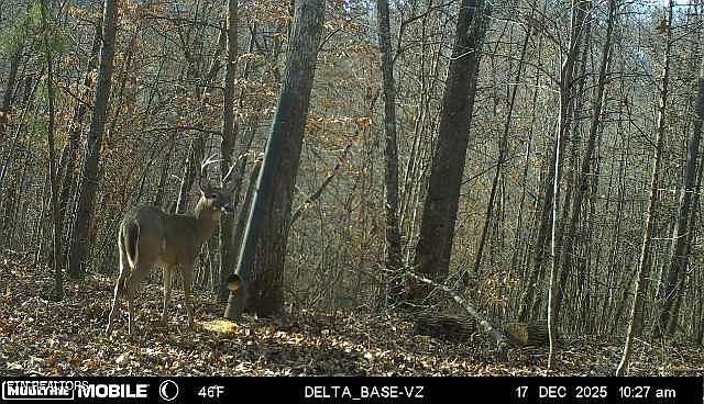 55th image of 596 Byrams Fork Rd