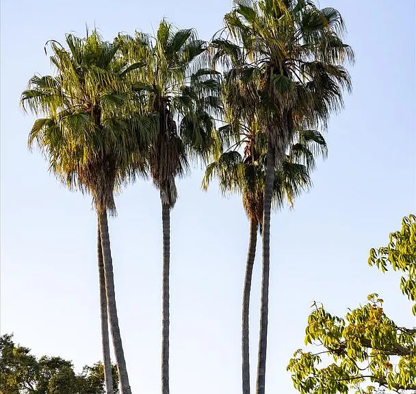 427 W Montecito St — Photo 28