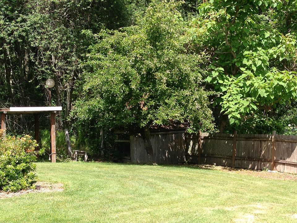 apple tree