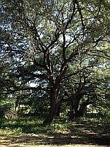 200+ year old oak trees