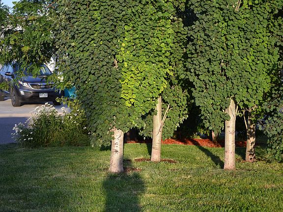 Trees for Privacy