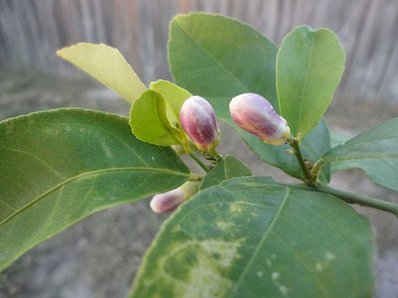 Lemon Tree