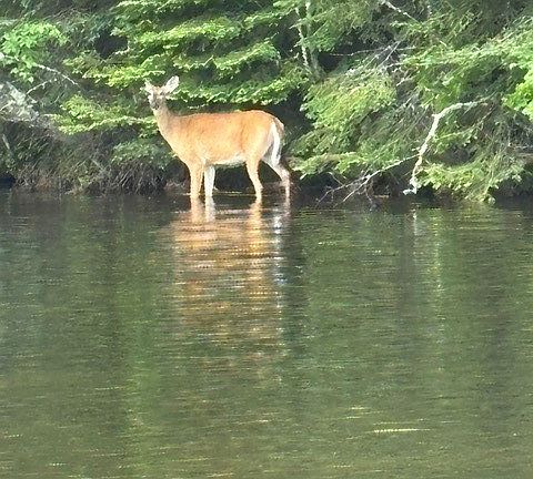 4th image of 10781N Chippewa River Road