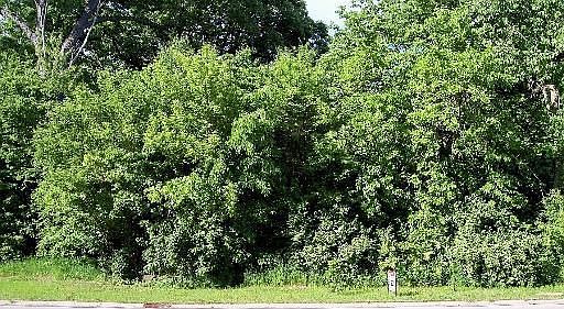 2nd image of 612 White Oak Way