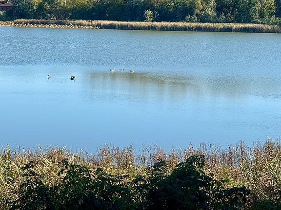 Tiedeman pond
