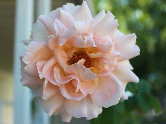 Beauty in the garden