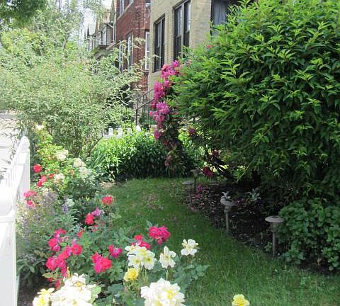 Front garden in Spring