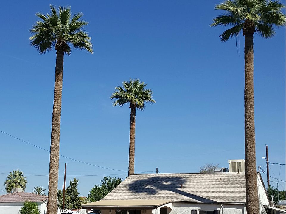 Xeriscaped front yard with large Palm Trees!