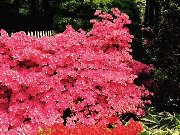 BEAUTIFUL SPRING GARDENS