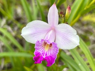 Io Kea Road Rd #4-LOT 3352, Mountain View, HI 96771