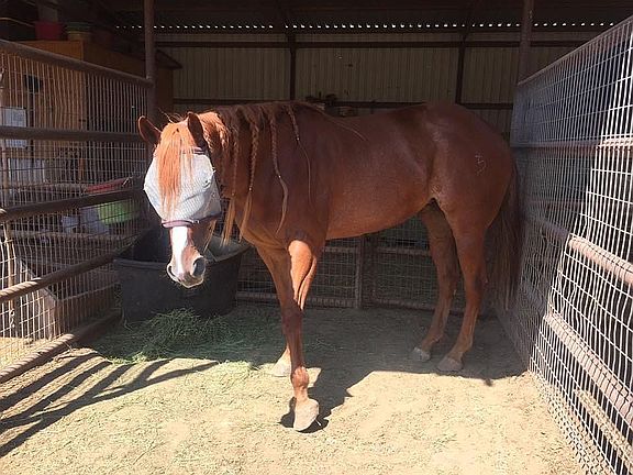 Inside one of the pens