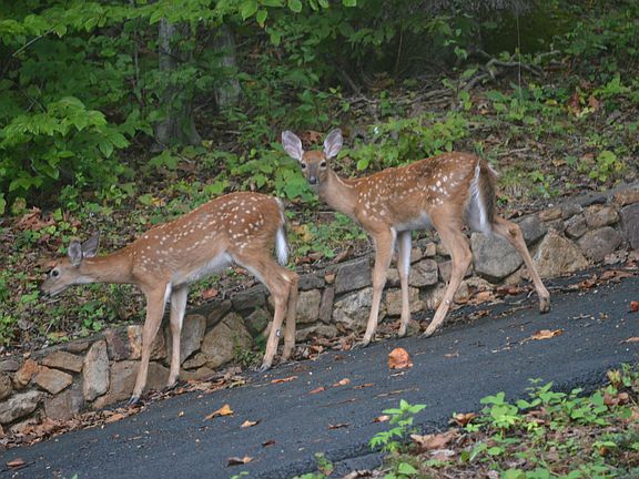 5th image of 304 Woodlake Dr