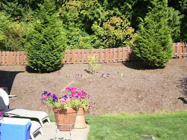 Cedar trees on perimeter