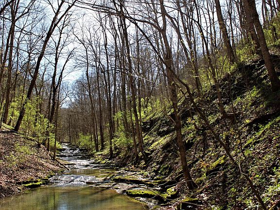 Flowing water, green forestry and blue skies