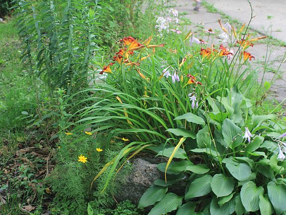 Summer Flowers