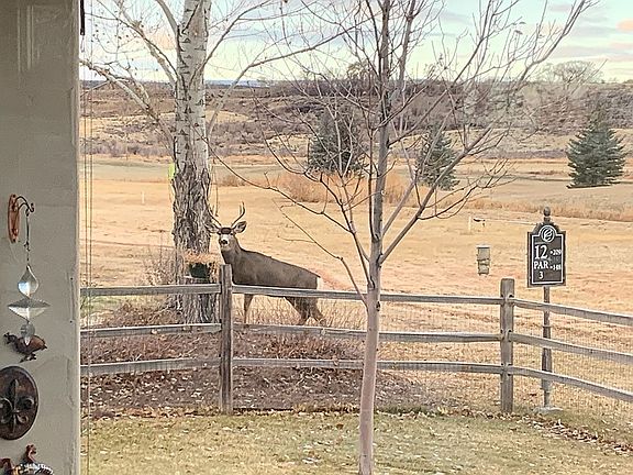 4 point at the back fence