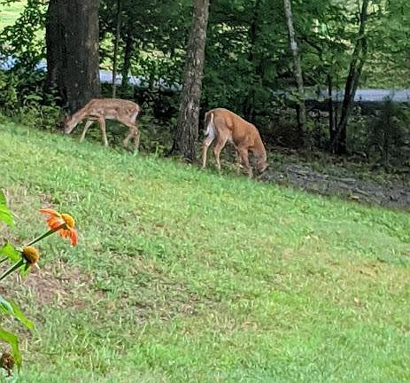 visitors, ha