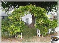 2nd image of 7 E Avenida De Los Arboles
