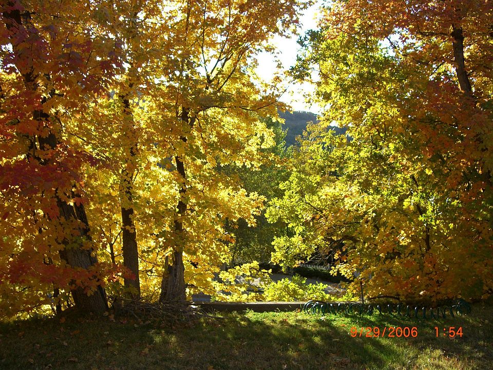 Front yard