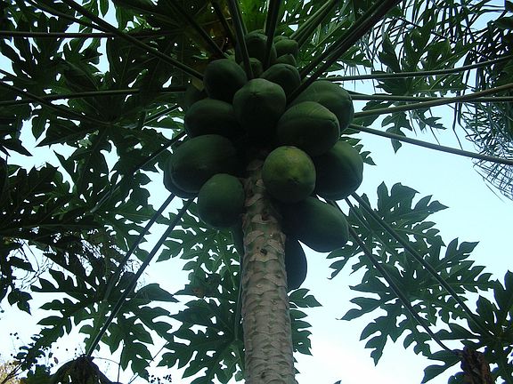 Wonderful Papaya Trees!