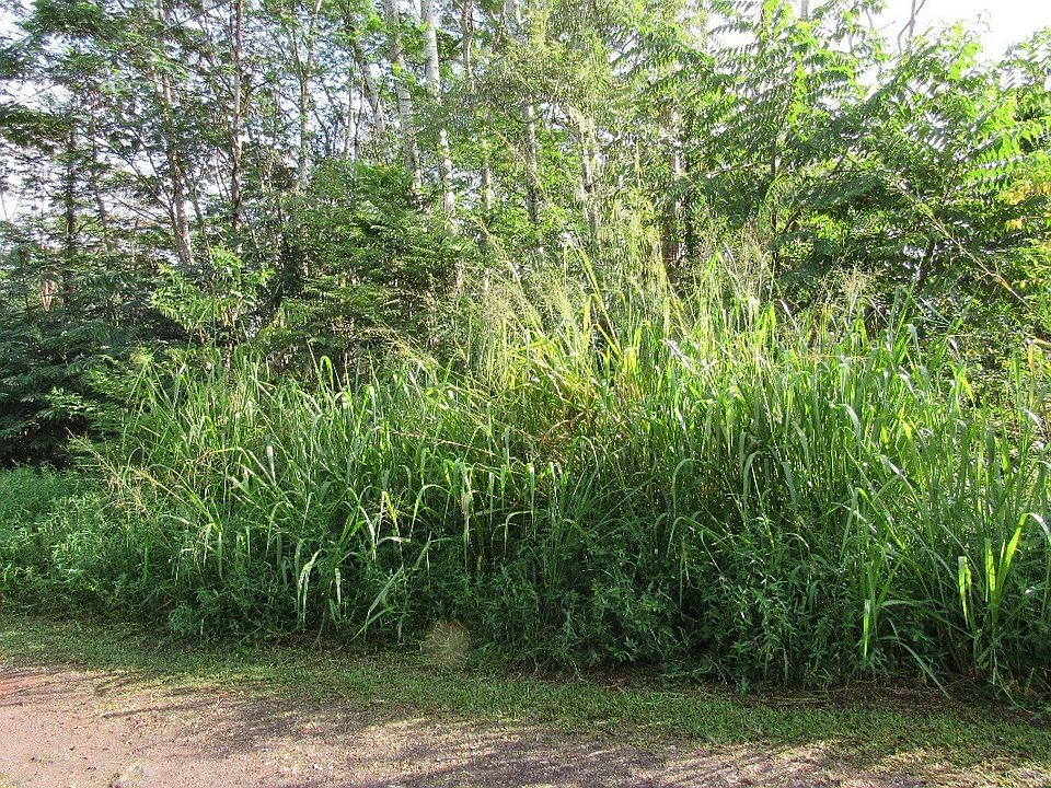 1st image of King Kamehameha Blvd Lot 11