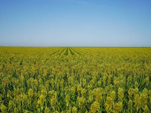 0 Road W W, Sheridan Lake, CO 81071