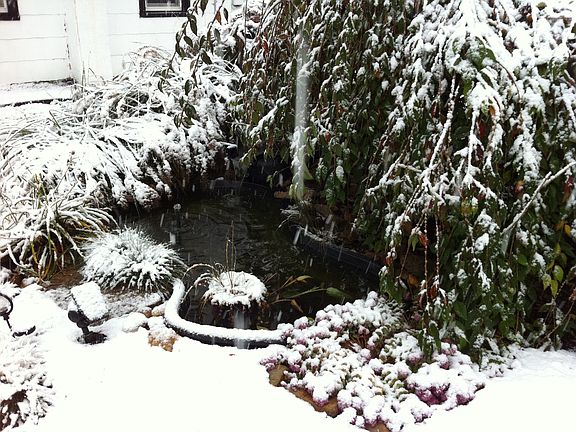 Front yard pond