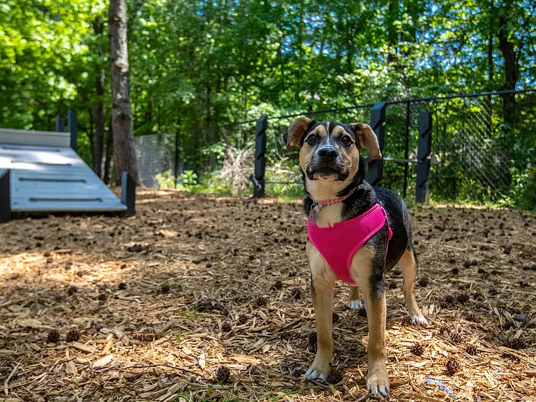 Tail-wagging fun awaits in our pet-friendly community in Acworth!