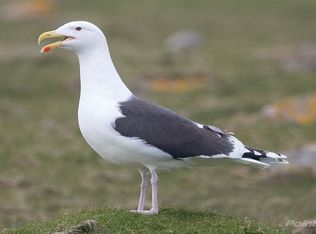 1034 SW 14th St, Boca Raton, FL 33486