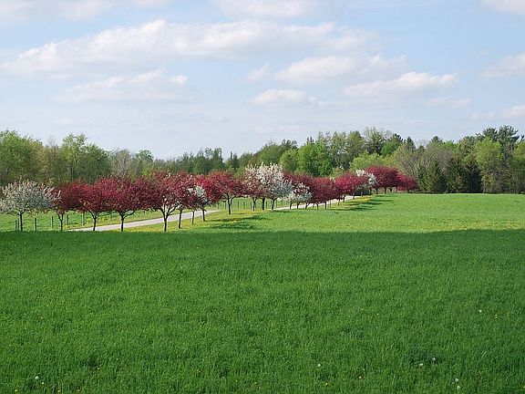 1/3 Mile of Tree Lined Drive