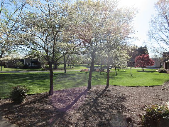 Front yard dogwoods in bloom