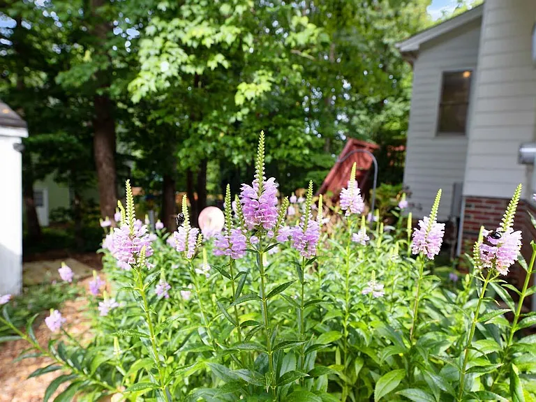 303 Cary Pines Dr — Photo 23