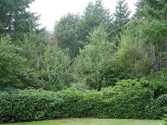 Enjoy total privacy with this front yard view