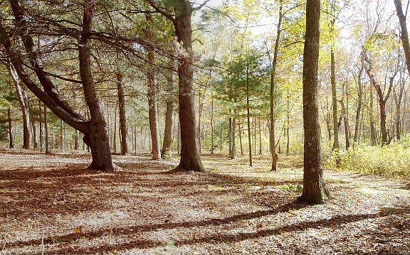 Woods behind house (borders Pauchauge State Forest)