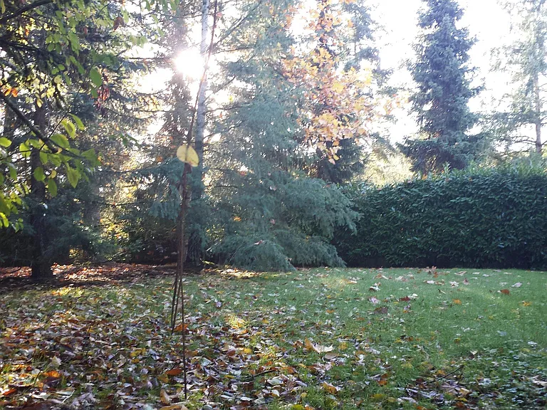 Back yard.