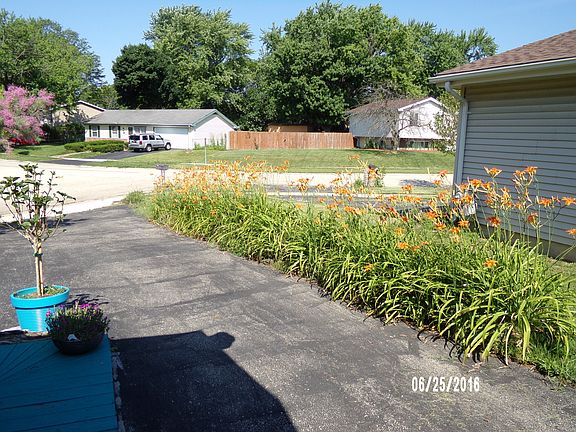 Day Lilies