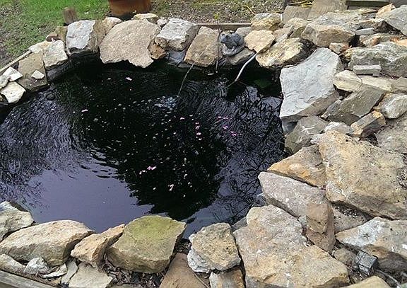 Koi Pond