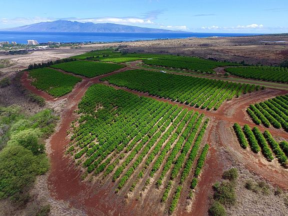 2nd image of Lot 13 Kaanapali Coffee Farms