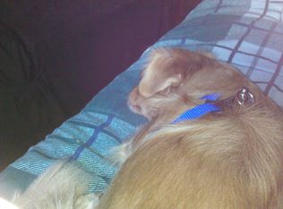 2123 Abbott Rd, Lackawanna, NY 14218