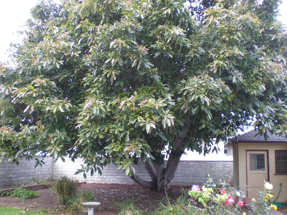 Rear Yard with Avocado Tree