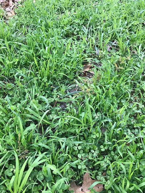 Food Plot1
