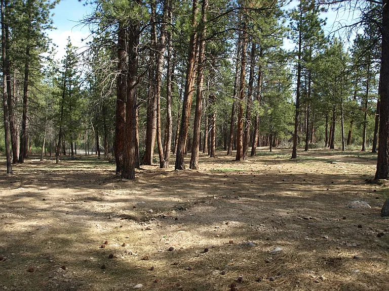 Ponderosa pines around property. Enjoy acres of park like setting. Room to roam.