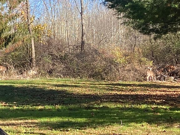 Large back yard